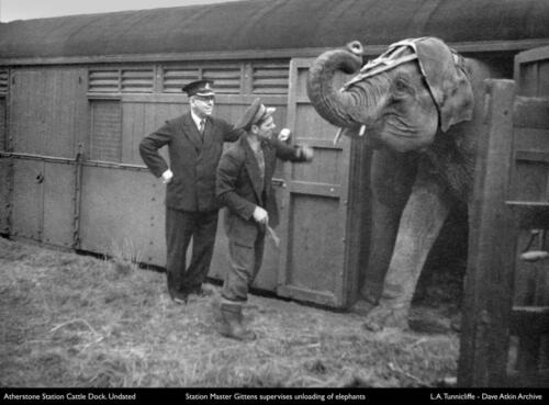 Atherstone Sta. Cattle Dock circus elephant